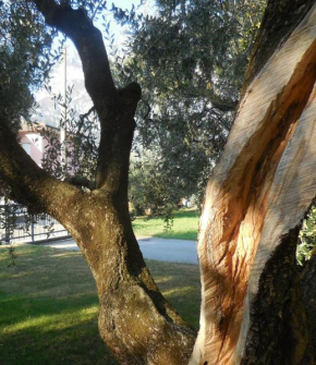 Olive Tree House, Riva Del Garda